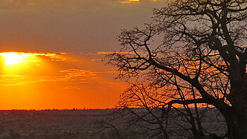 Sonnenuntergangsstimmung mit Baum vor der Savanne von Tansania
