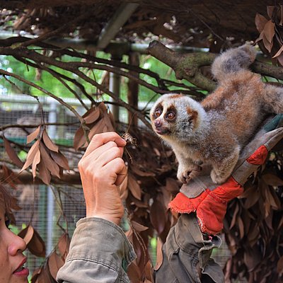 Endangered Primate Rescue Center Jugendgemeinschaftsdienste Kolping Freiwilligendienste Vietnam