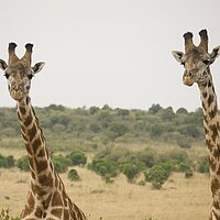 Finde dein dreiwöchiges Workcamp (Giraffen)