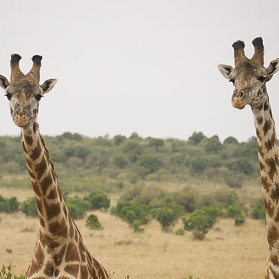 Finde dein dreiwöchiges Workcamp (Giraffen)